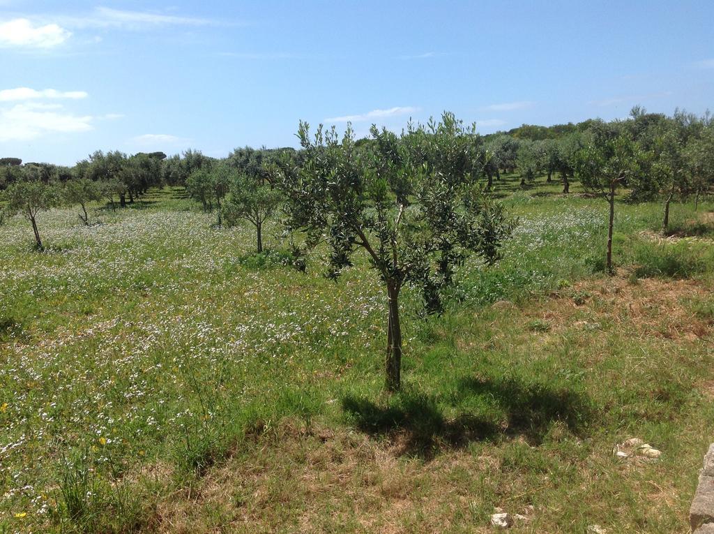 In Senia Favignana